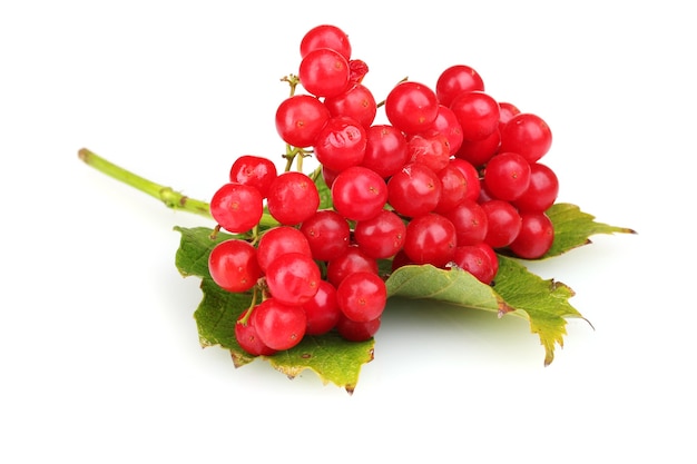 Rote Beeren von Viburnum mit Blatt isoliert auf weiß