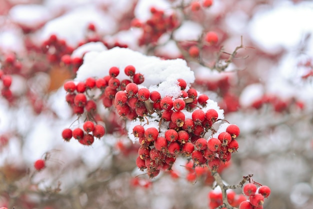 Rote Beeren von Viburnum oder Eberesche unter dem Schnee auf einem Baum