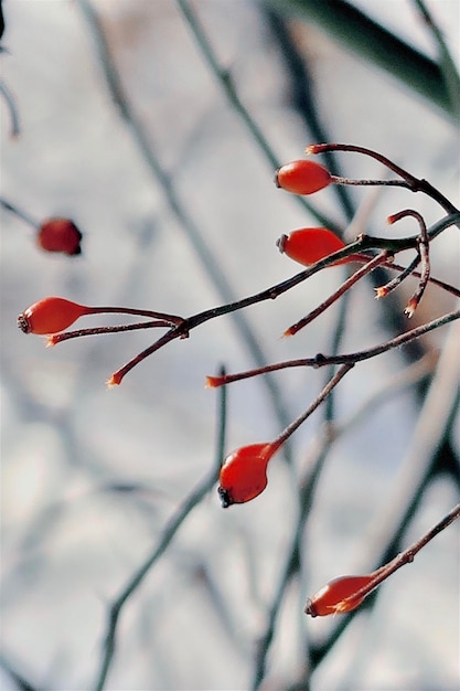 Rote Beeren