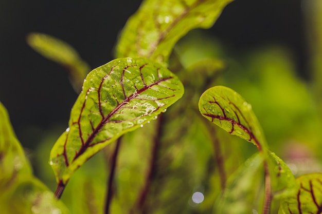 Rote Beete, frische Sprossen und junge Blätter