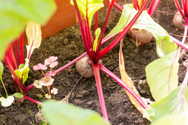 Rote Beete gepflanzt im Sommergarten