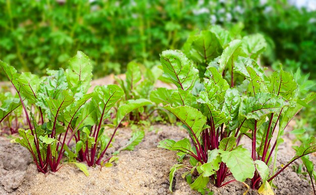 Rote Beete im Garten im Freien, Nahaufnahme