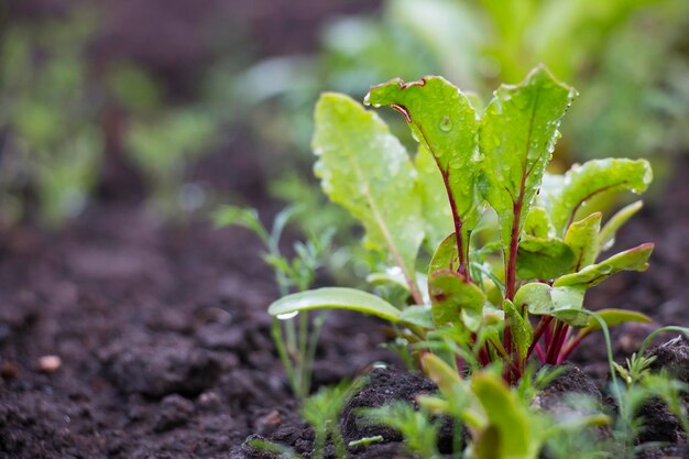 Rote Beete Sprossen Gemüsebeete