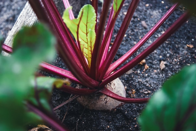 Rote Beete wächst im Bio-Gemüsegarten