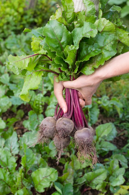 Rote-Bete-Bündel in der Hand