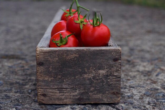 Rote Bio-Tomaten in alter grauer Holzkiste und frische Ernte im Garten