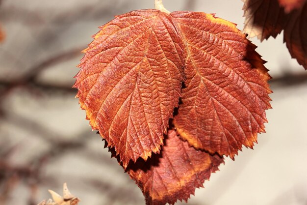 Rote Blätter an einem Busch im Herbst