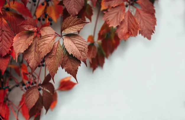 Rote Blätter auf weißem Hintergrund