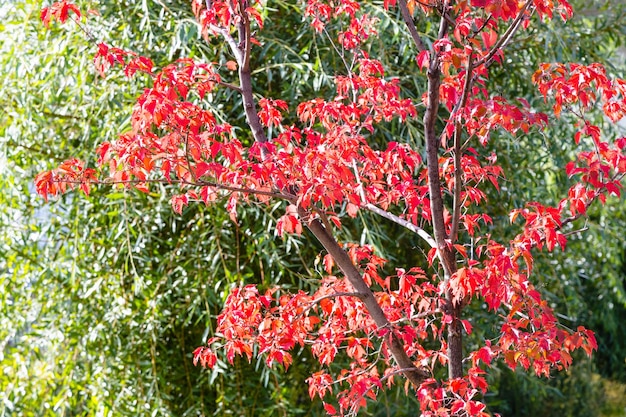 Rote Blätter des Ahornbaums vor grünem Laub