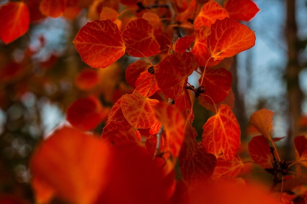 Rote Blätter im Herbst auf einem Ast