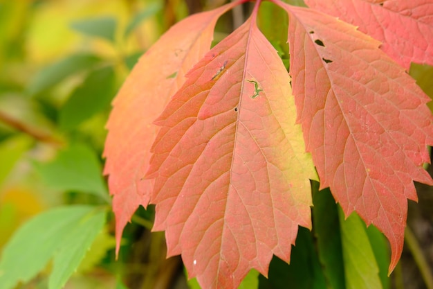 Rote Blätter im Herbst der wilden Traube