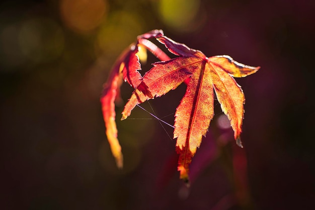 Rote Blätter im Herbst