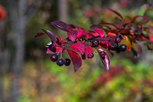 rote Blätter Mehrfarbiges Laub Cotoneaster lucidus im Wald Herbst