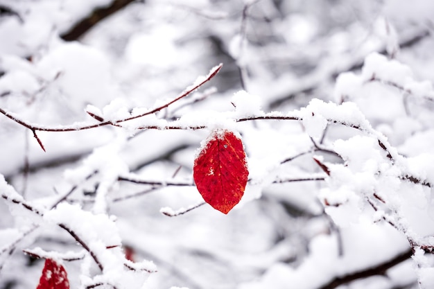 rote Blätter und Schnee in der Wintersaison