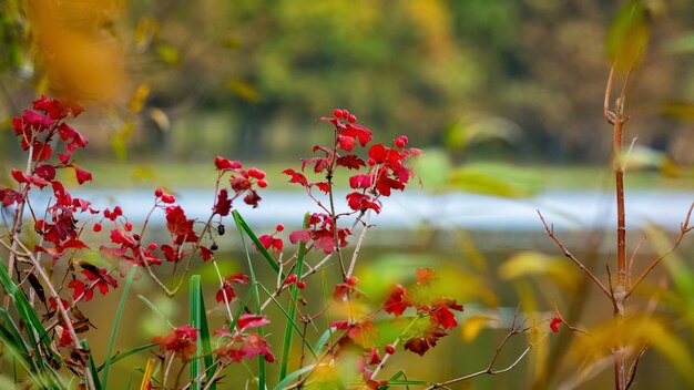 Rote Blätter von Viburnum zwischen den Dickichten am Flussufer