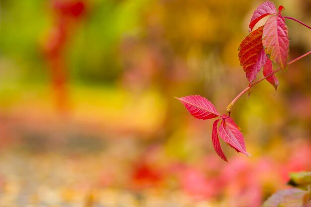 Rote Blätter von wilden Trauben auf verschwommenem Hintergrund Herbsthintergrund aus mehrfarbigen Blättern