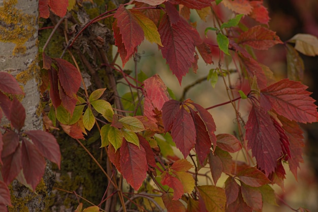 Rote Blattbeschaffenheit Hintergrundfarbe der Blattbeschaffenheit