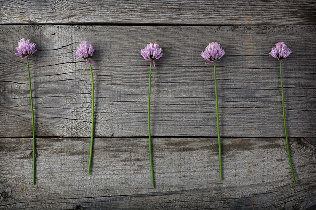 Rote blühende Blume Allium schoenoprasum auf der Oberfläche der alten Bretter mit Textur.