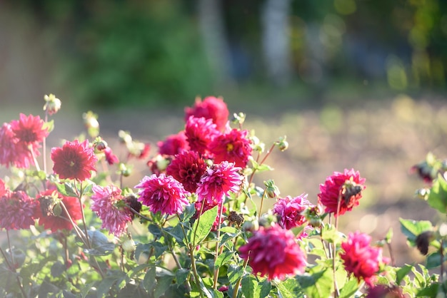 Rote Blüte der Chrysanthemen im Garten Sonnig Schöner Herbsthintergrund Natürlicher Hintergrund