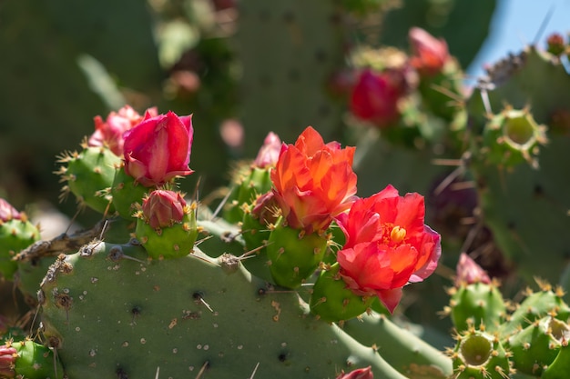 Rote Blüte des Feigenkaktus