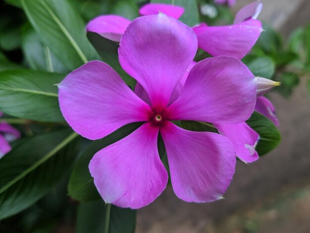 Foto rote blüte lila blüte grüner baum niedliche blüte grüner baum rose blüte