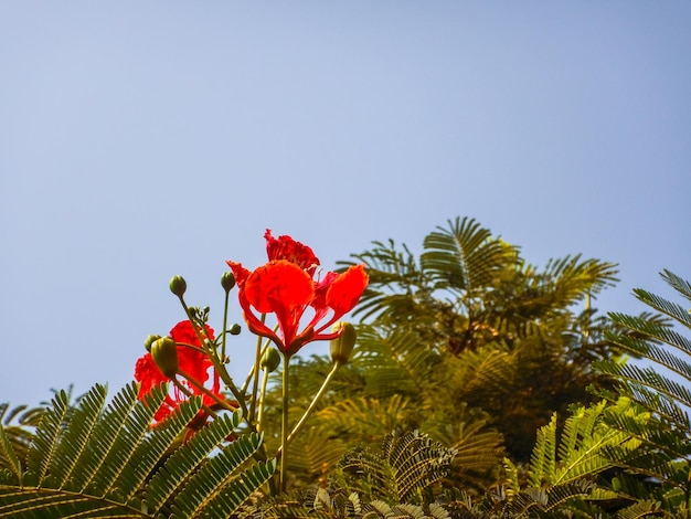 Rote Blüte von einem Seidenbaum mit blauem Himmel