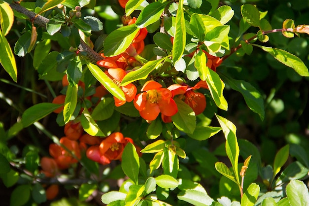 Rote Blüten der japanischen Quitte Chaenomeles am Busch