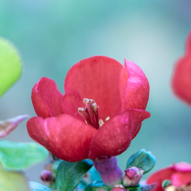 Rote Blüten der japanischen Quitte