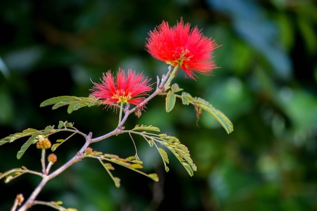 Rote Blüten der Pflanze Calliandra tweediei oder roter Plumerillo