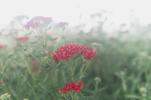 Rote Blüten der Ziersorte Schafgarbe an einem nebligen Tag in Nahaufnahme