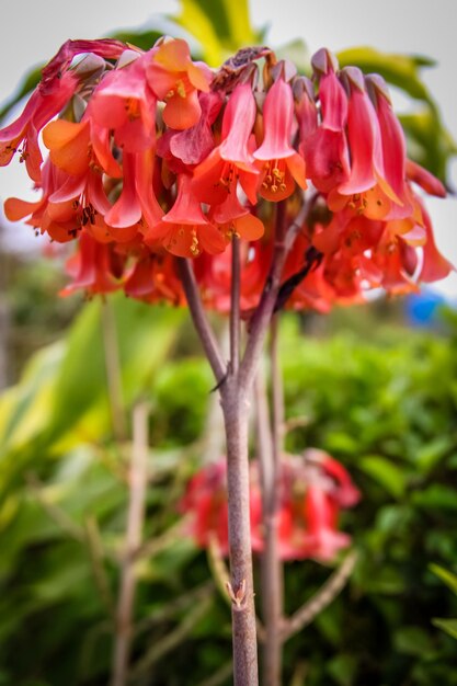 Rote Blüten einer Mother of Millions-Pflanze