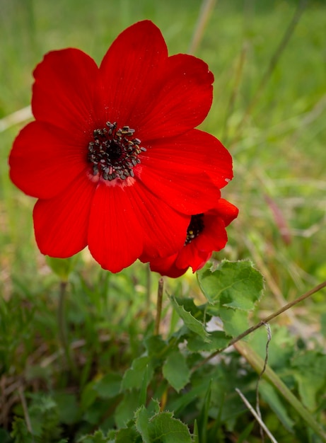 Rote Blume Anemone Coronaria an einem sonnigen Tag in Griechenland