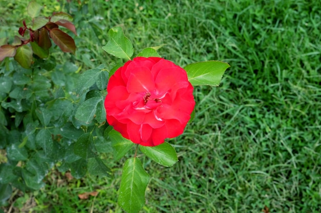 Rote Blume auf dem Hintergrund des grünen Grases