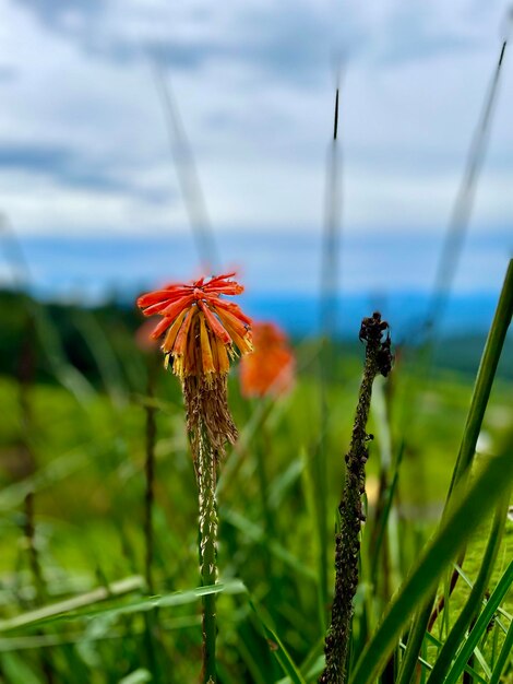 Rote Blume auf der Wiese