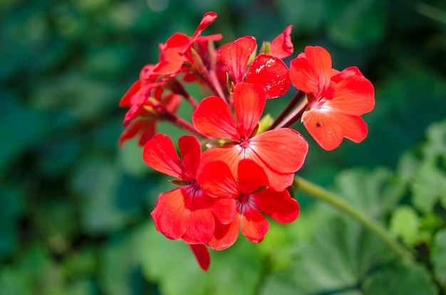 Rote Blume auf grünem Blatthintergrund