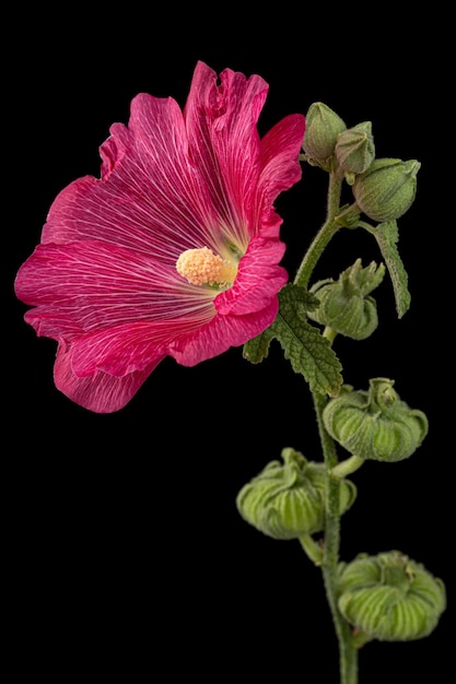 Rote Blume der Malve isoliert auf schwarzem Hintergrund