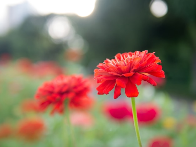 Rote Blume der Natur im Sommer des Gartens im Frühjahr als hervorragendem Konzept
