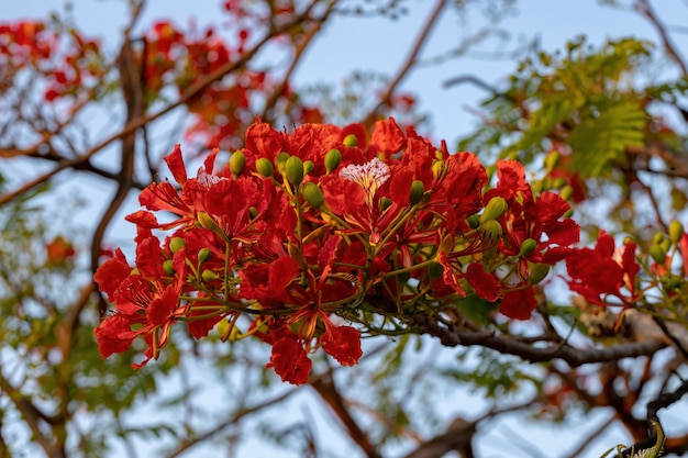 Rote Blume des Baumes Flamboyant der Art Delonix regia mit selektivem Fokus