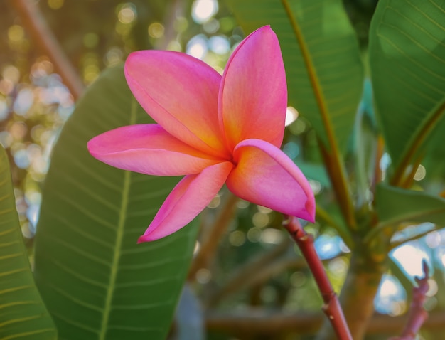 Rote Blume Frangipani