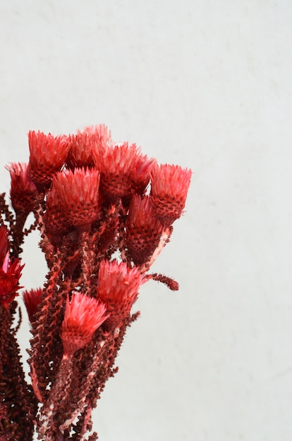 Foto rote blume für den hintergrund