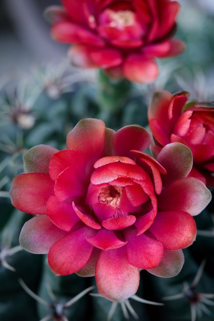 Rote Blume Gymnocalycium baldianum Kaktus hautnah