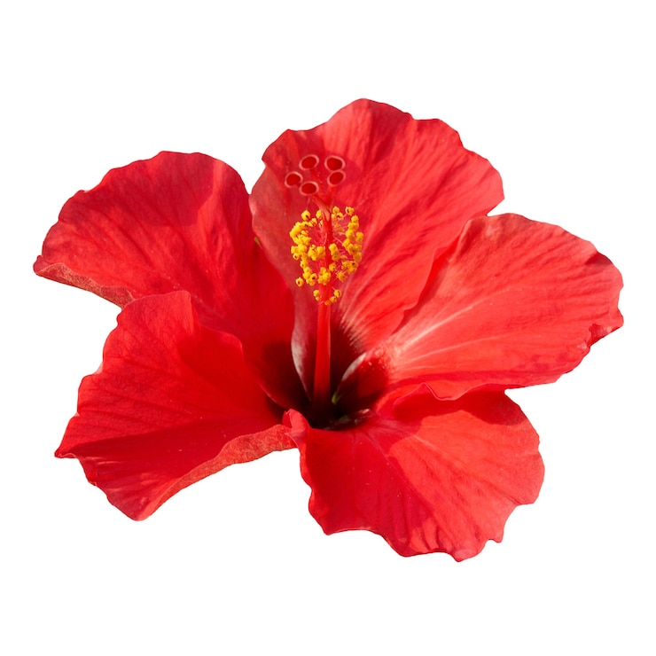 Rote Blume - Hibiscus rosa sinensis, lokalisiert auf Weiß