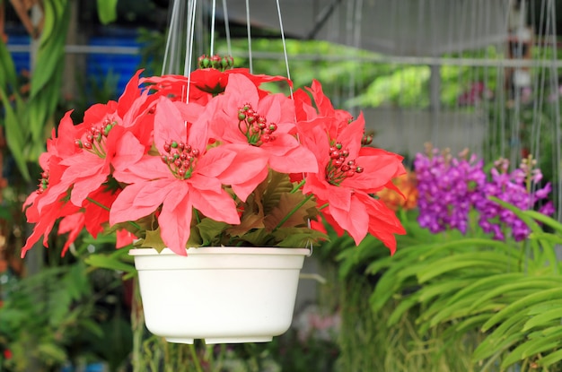 Rote Blume im Blumentopf, Garten