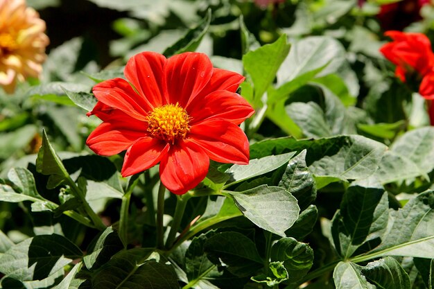 Rote Blume im Garten Hintergrundbild Dahlia Pinnata Blume