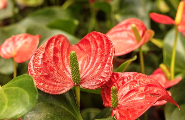 Rote Blume in der Natur. Urlaub. Nahaufnahme. Heimatpflanze. In einem Topf.