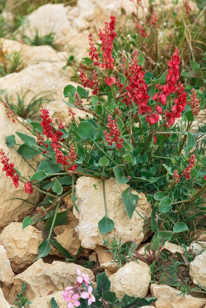 Rote Blume in der Wüste in Israel