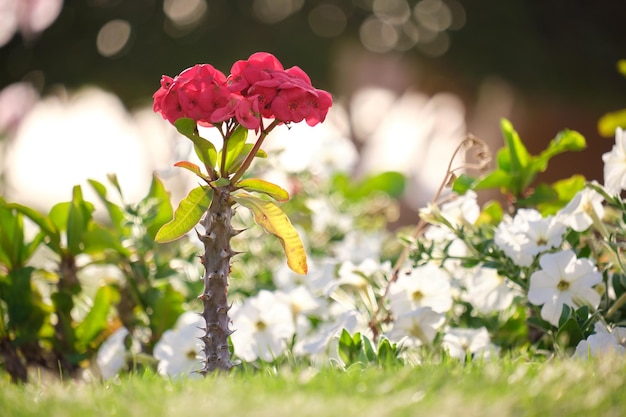 Rote Blume mit grünen Blättern und Knospen, die draußen auf grünem Sommerhintergrund blühen