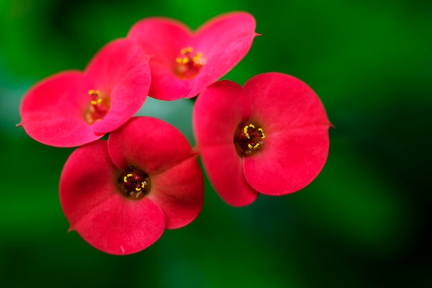 Rote Blume Nahaufnahme. Nahaufnahme des inneren Teils einer roten Blume.