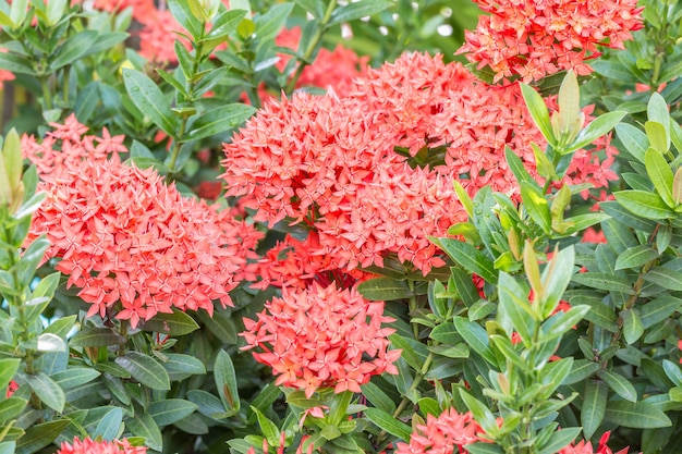 Rote Blume, rote Ixora coccinea