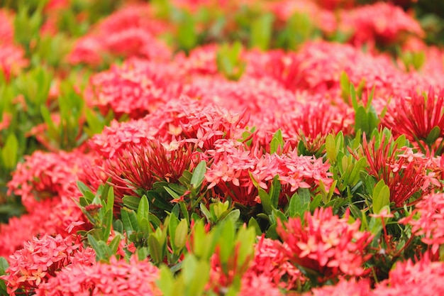 rote Blume von Ixora chinensis Lamk